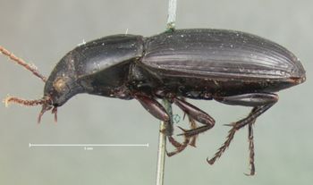 Media type: image;   Entomology 81 Aspect: habitus lateral view